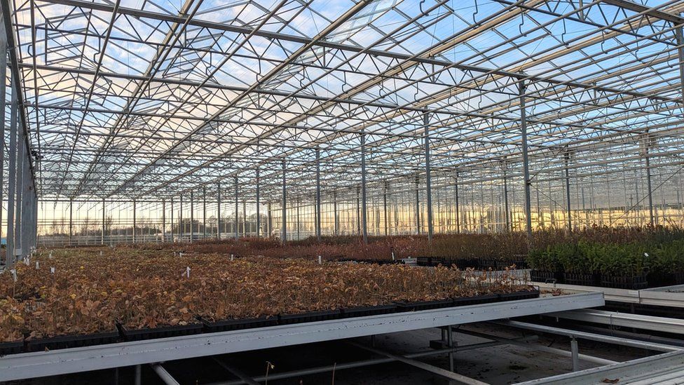 Saplings growing in greenhouse