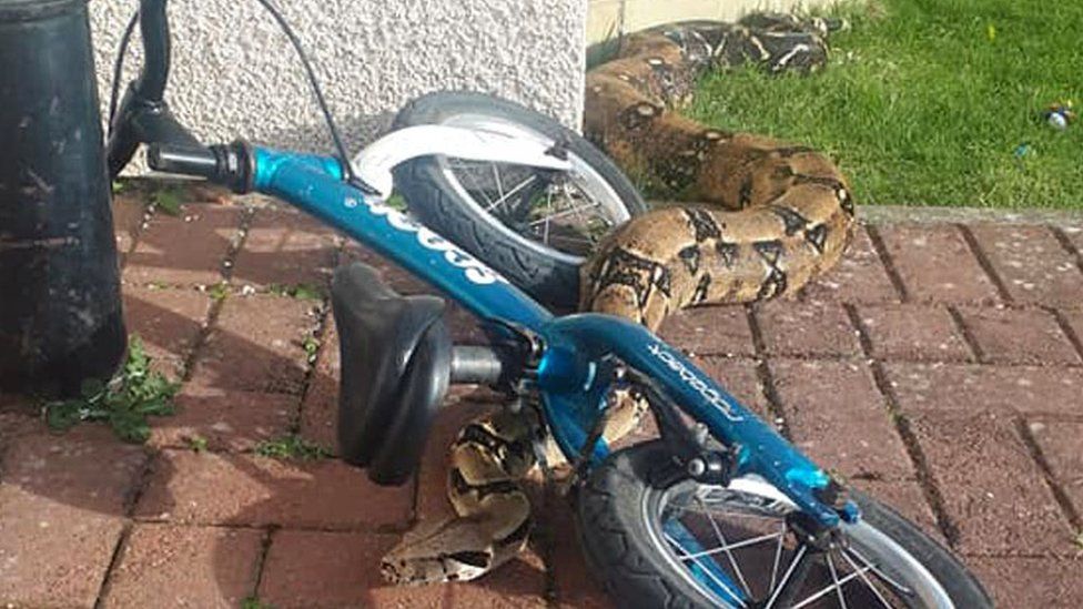 Snake in garden