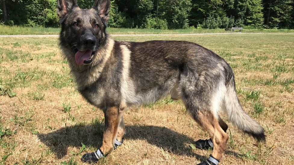 A Zurich City Police dog in booties