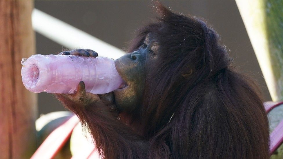 Kayan the orangutan licks a frozen juice bottle at Twycross Zoo in Leicestershire