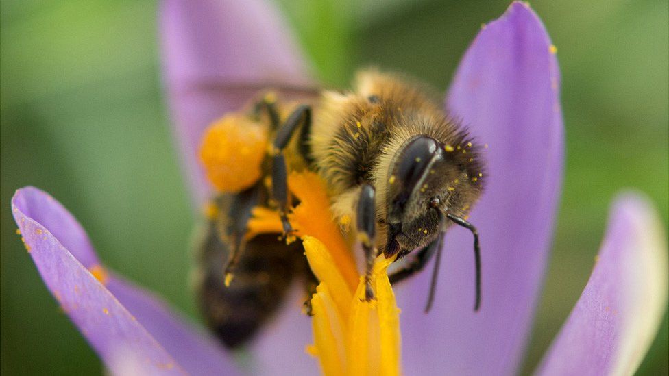 Bee collecting pollen, file pic, 2016