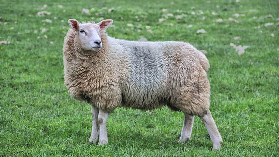 A stock image of a sheep