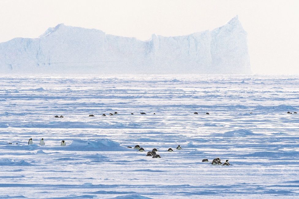 A wide landscape with penguins walking on the ice