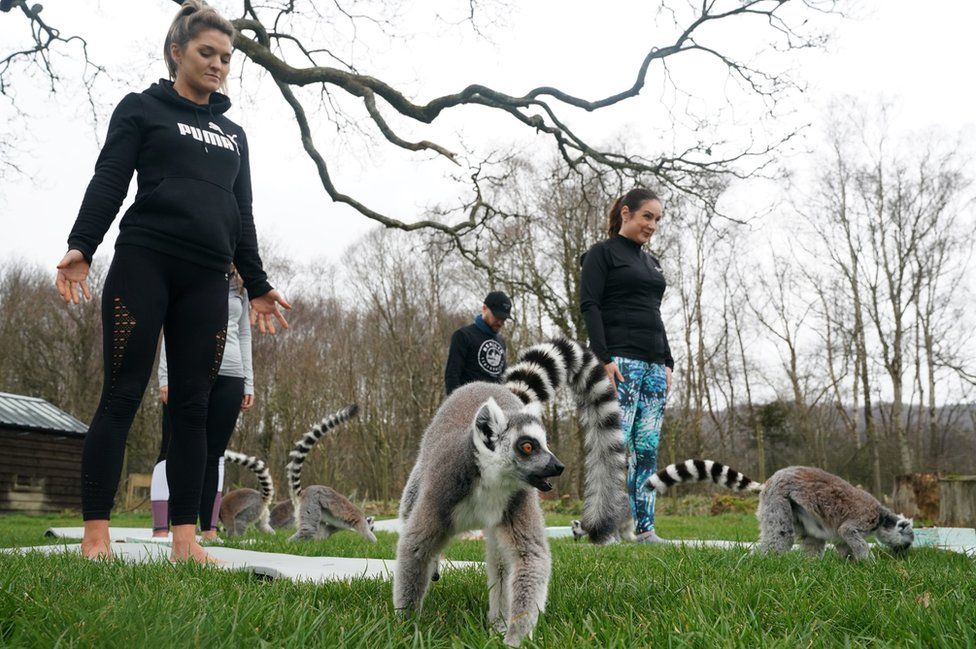 Lemurs sit alongside people in a yoga class at the Lake District Wildlife Park