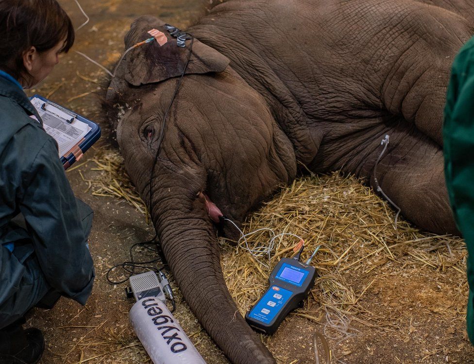 Elephant calf receiving treatment for EEHV