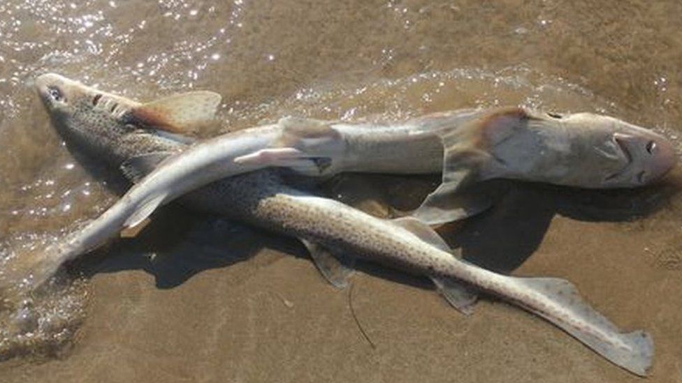 The sharks on Rhosilli Beach