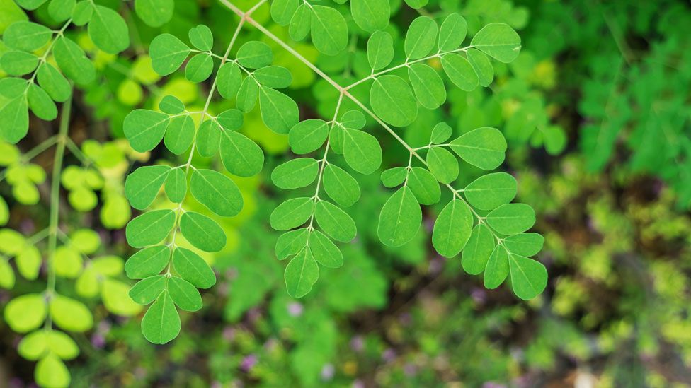Moringa y otros cultivos ignorados y altamente nutritivos que pueden revolucionar nuestra dieta - BBC News Mundo