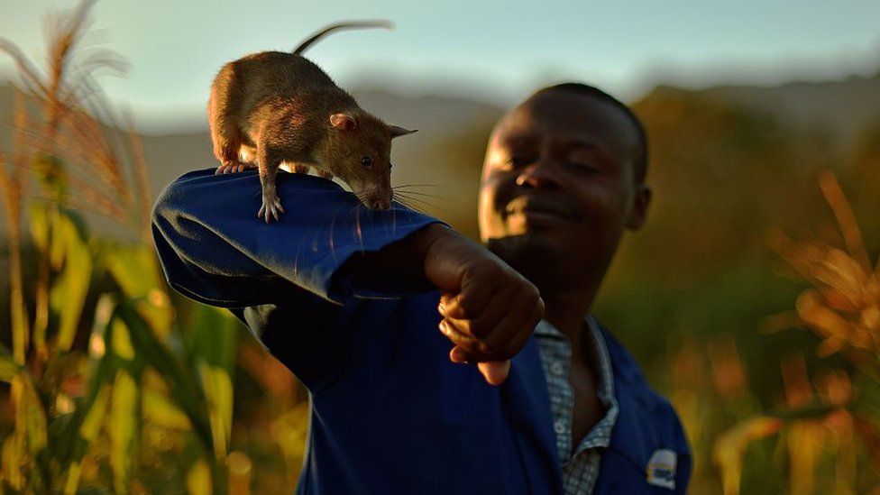 An Apopo handler carries a giant African pouched rat on his arm during mine detection training