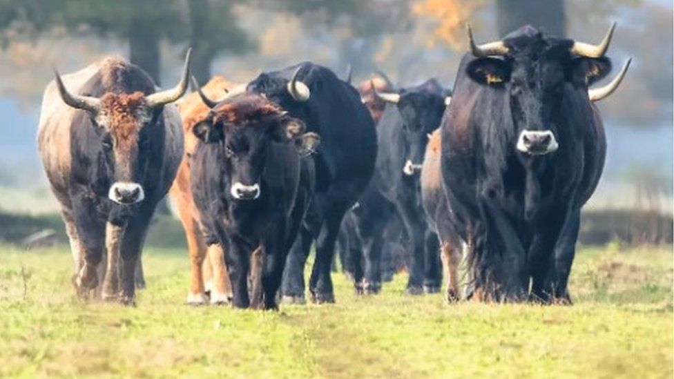 A herd of tauros cattle in Croatia walking towards the camera