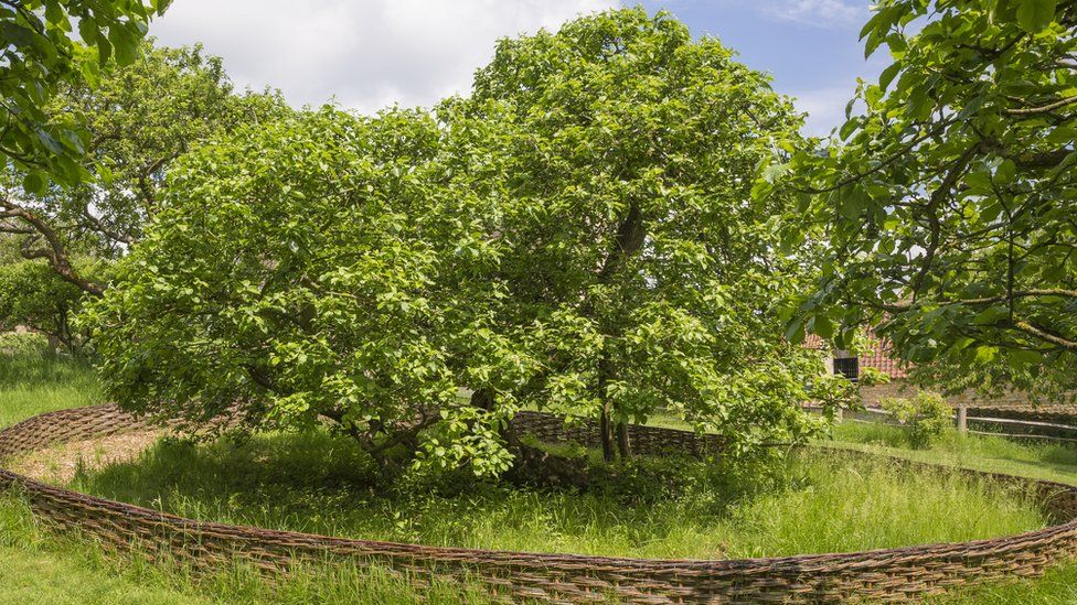 Apple tree