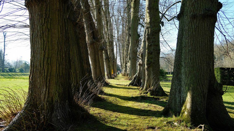 An avenue of trees at Erddig in Wrexham, a site for two of the woodlands