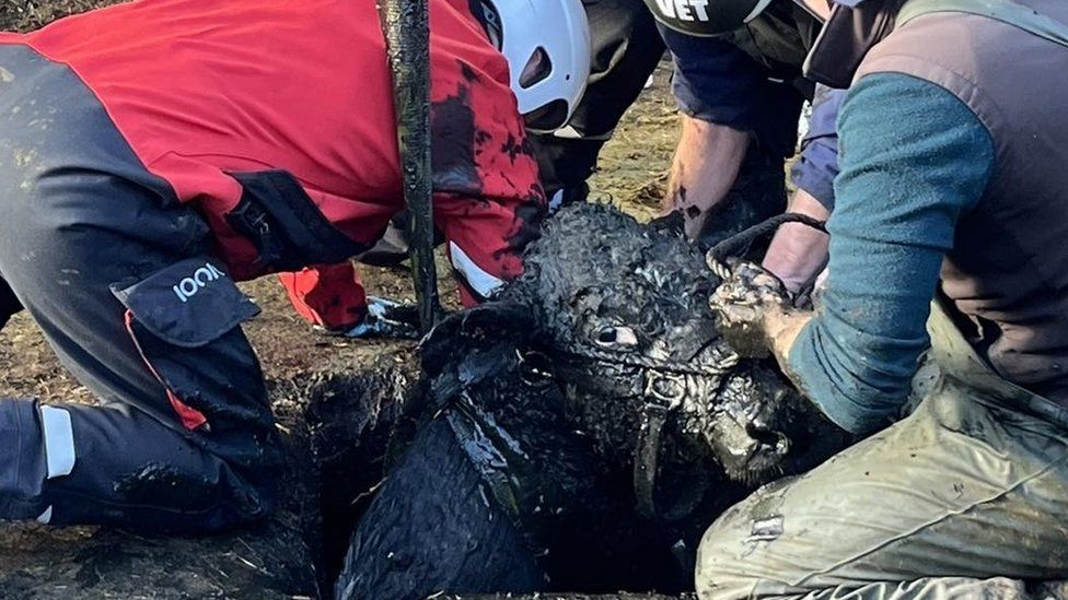 Firefighters lifting a filthy cow out of a hole in the ground using a hoist