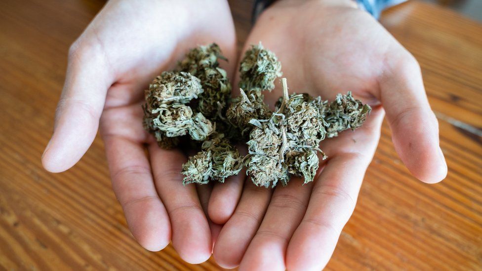 A man's hands holding cannabis buds