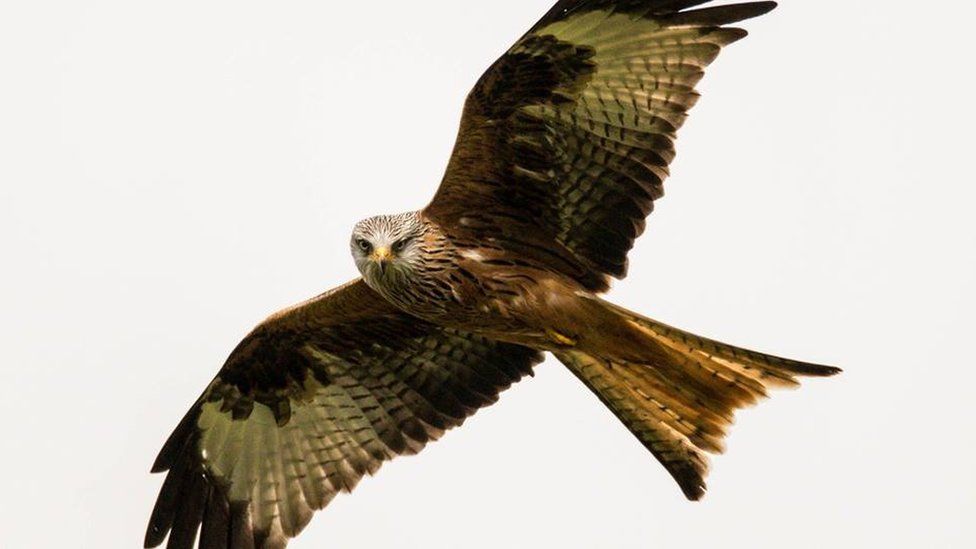 Red kite