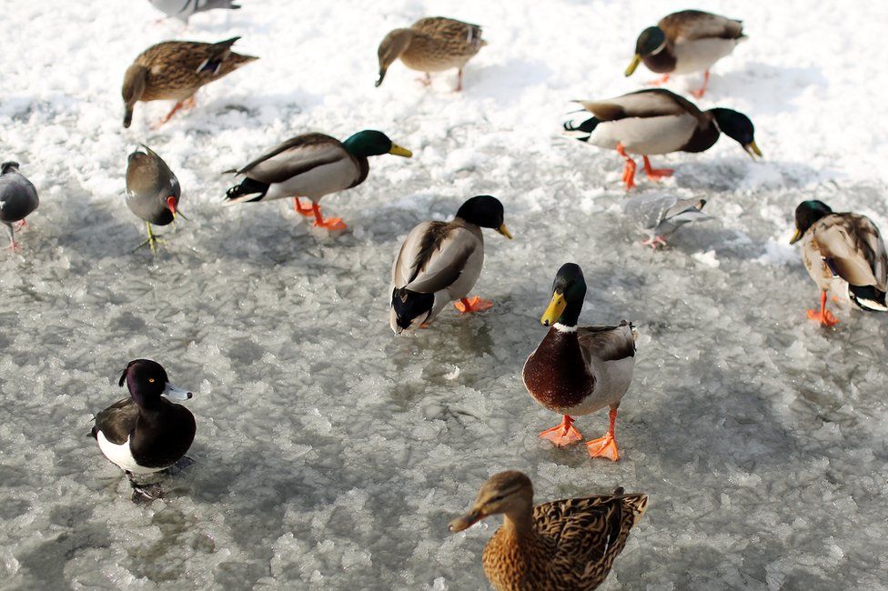 Wildfowl feed on a frozen pond in Dulwich Park