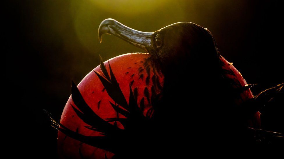 Magnificent-Frigatebird.