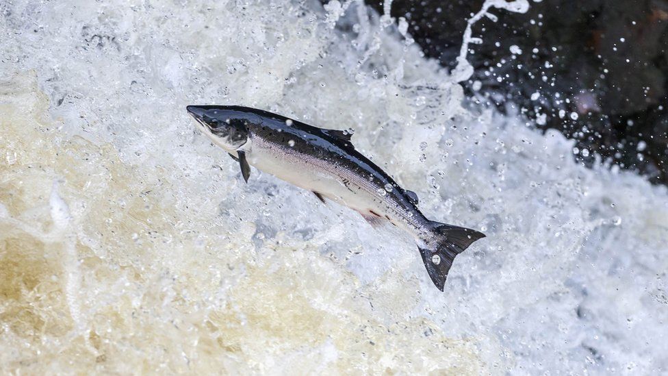 John Bercow Old UK laws that still exist today BBC Newsround