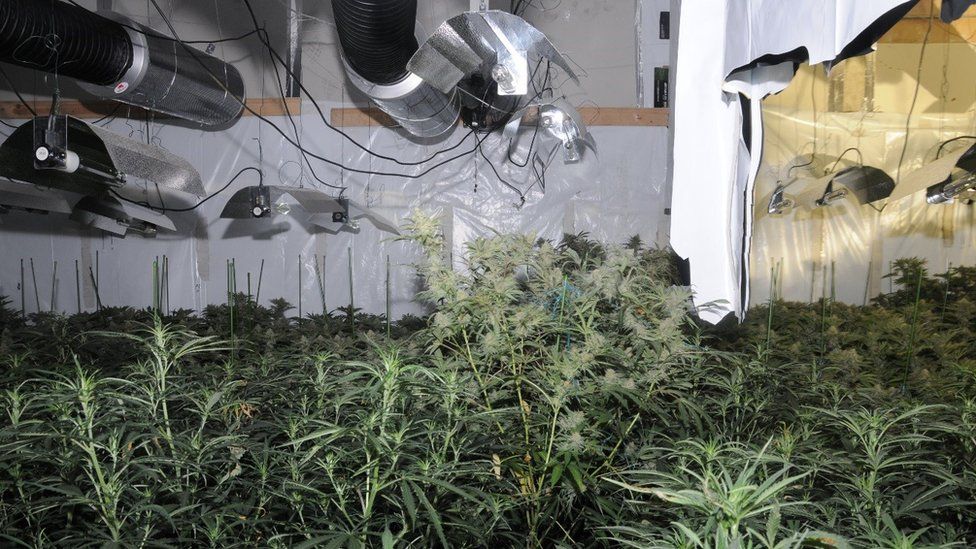 first ever cannabis factory to be discovered close to the Bank of England.
