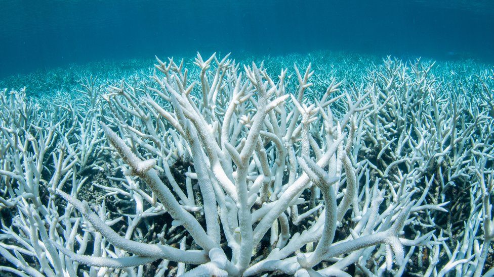 Bleached coral on the Great Barrier Reef