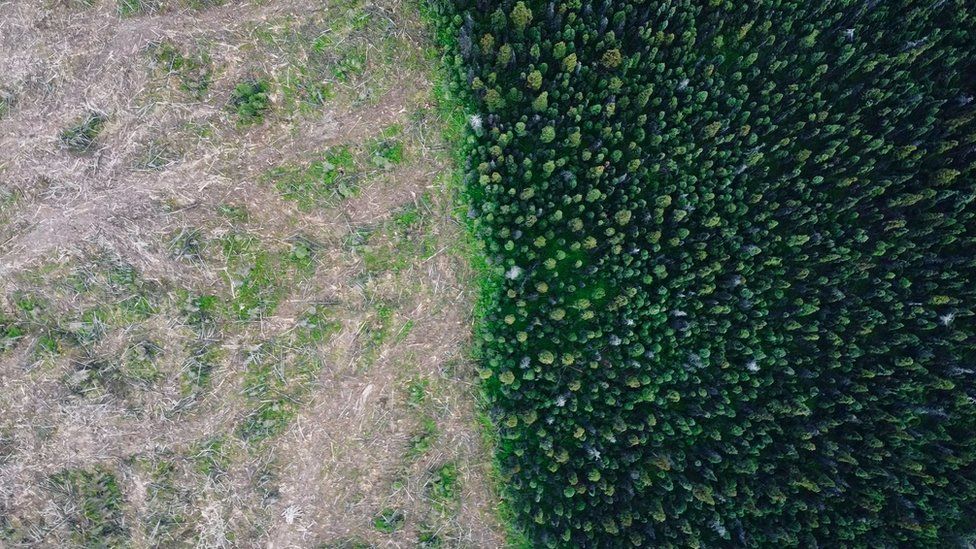 Drone footage shows cutdown forest