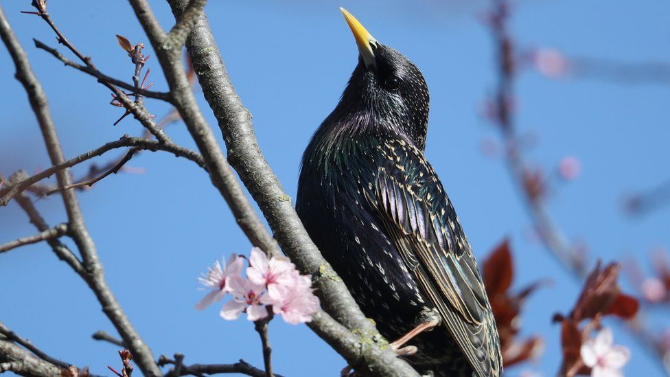 Starling sits in tree