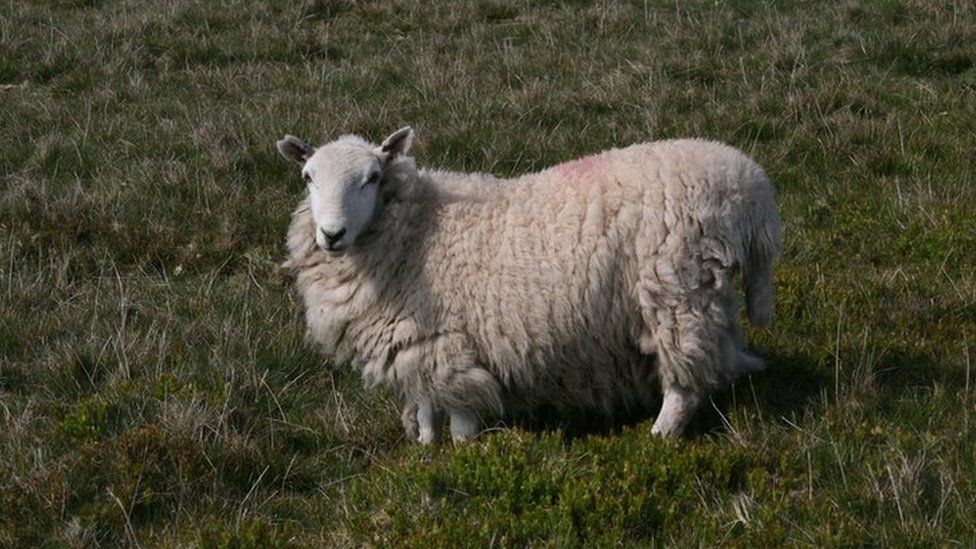 Sheep standing in field