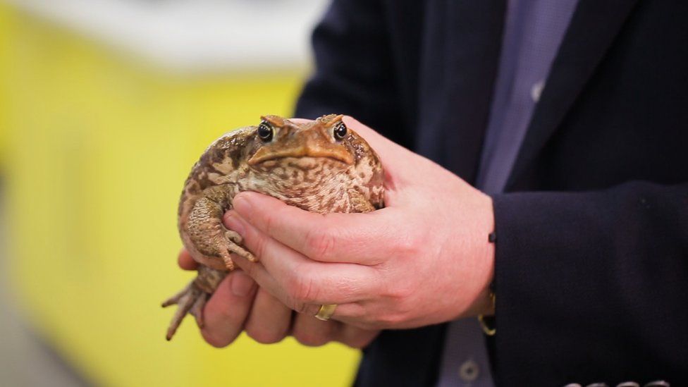 A cane toad in a scientist's hands