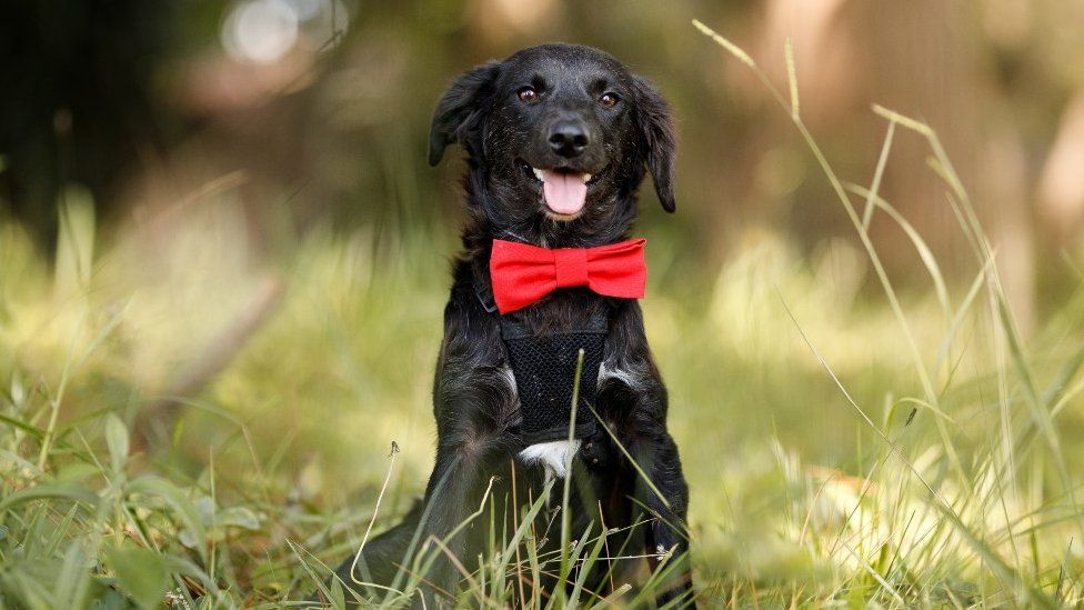 Dog wearing a bow tie