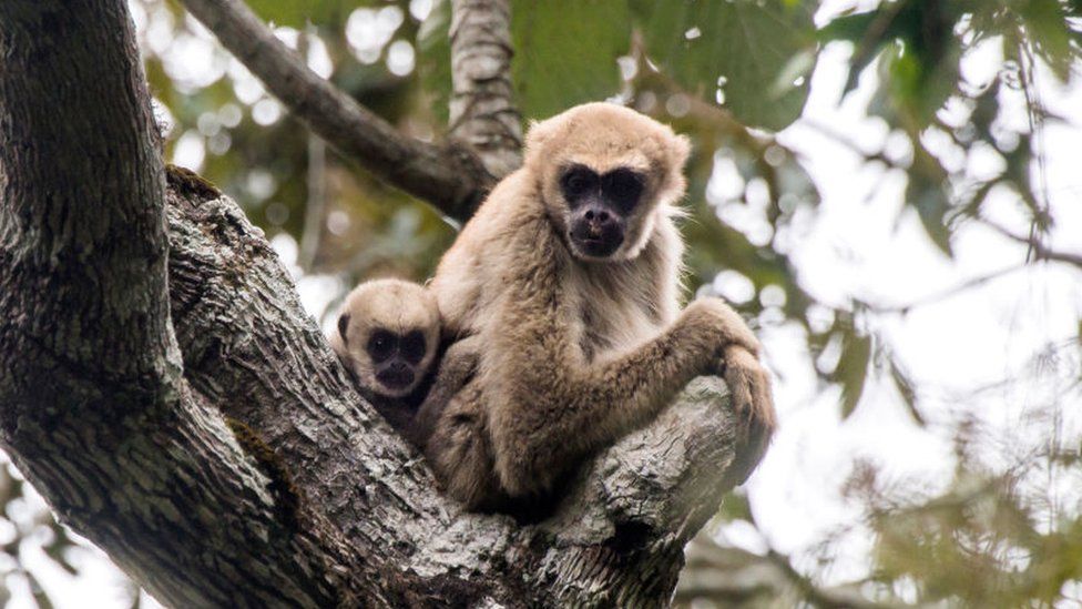 A spider monkey and its young