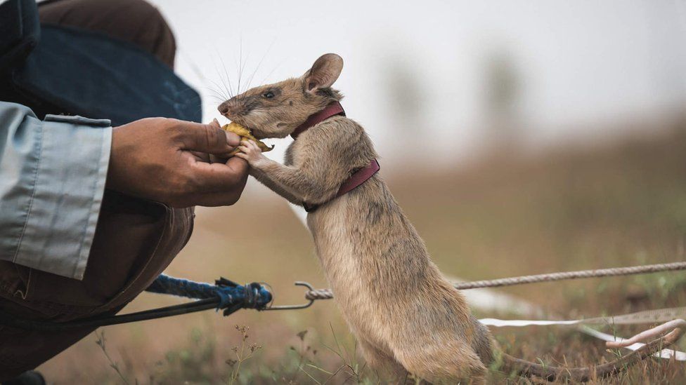 A rat being trained to find mines