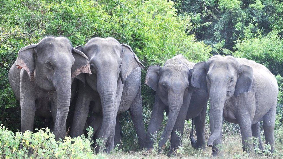 A herd of elephants in Sri Lanka