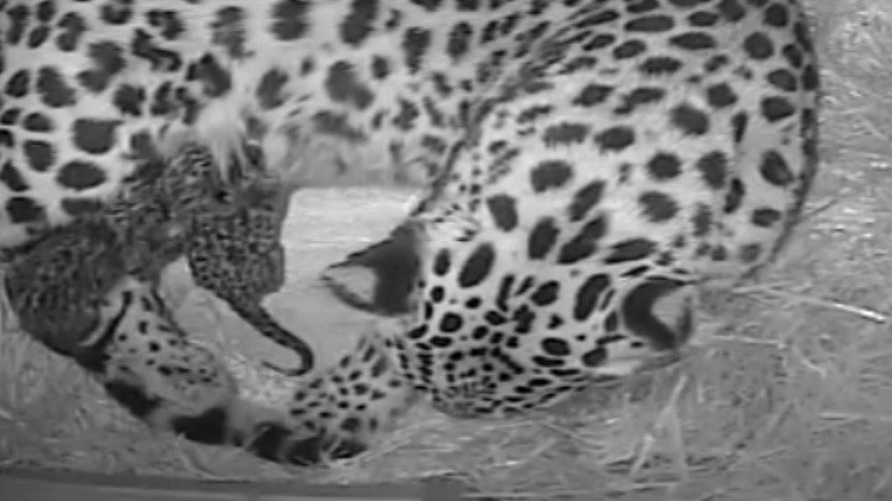 Endangered Amur leopards born at Twycross Zoo - BBC News