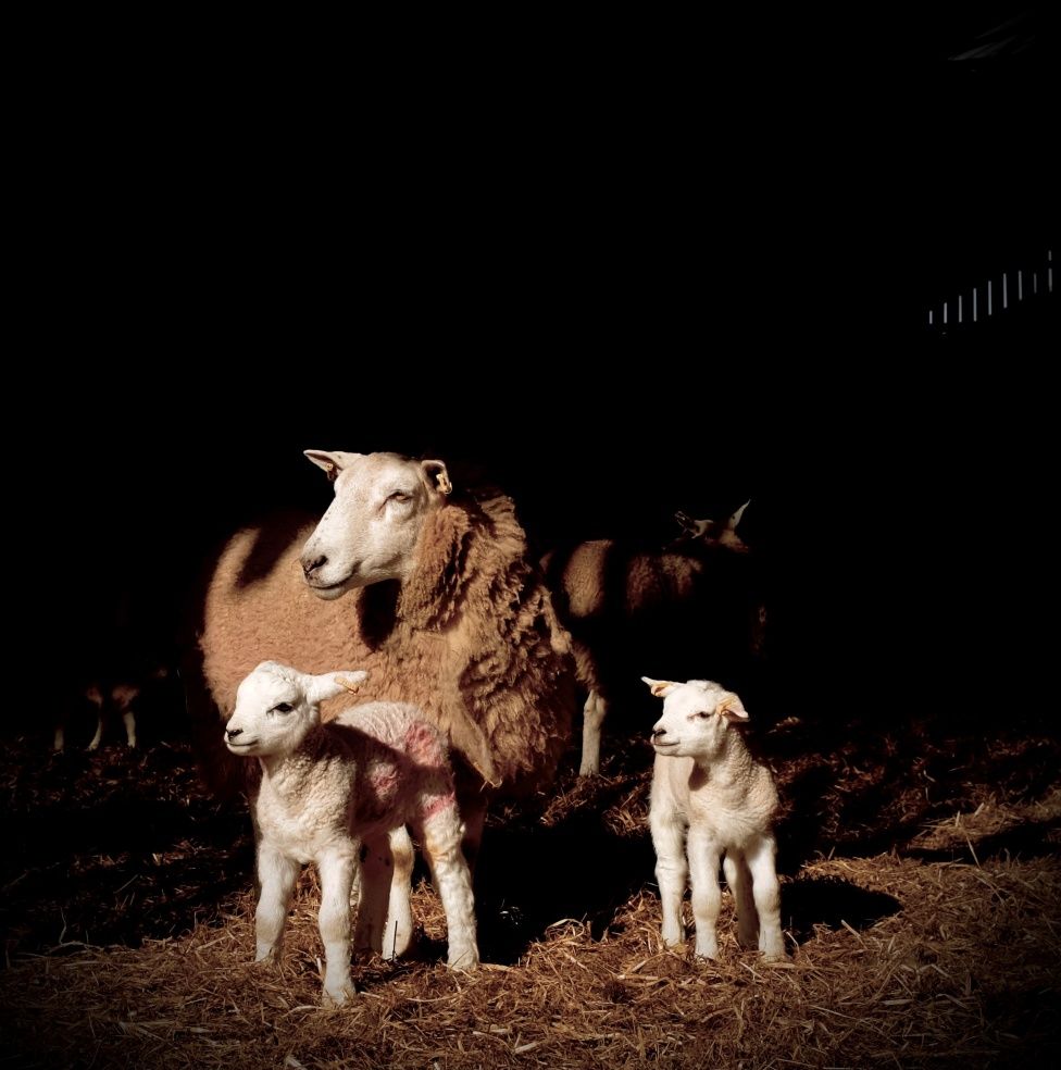Ewes