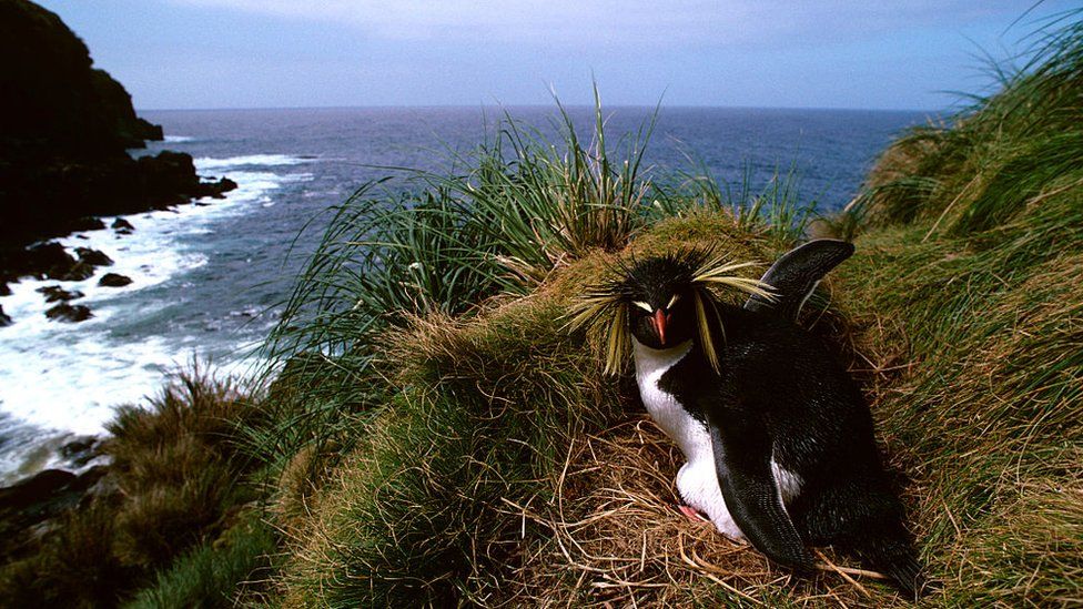 Northern rock hopper penguin, Eudyptes moseleyi, incubating, Gough Island, South Atlantic
