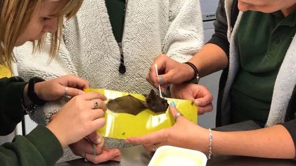 Bat stuck on fly paper freed with butter on cotton buds - BBC News