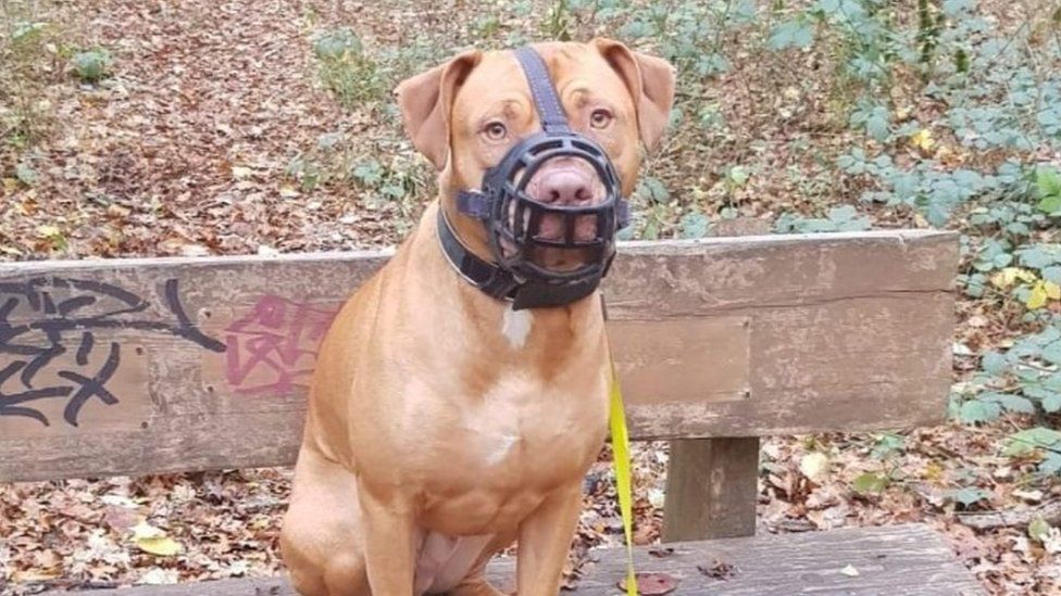 An XL bully sat on a wooden bench with a muzzle on