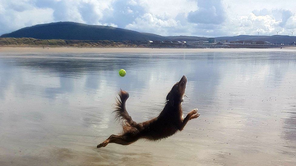 A dog failing to catch a tennis ball on Aberavon beach