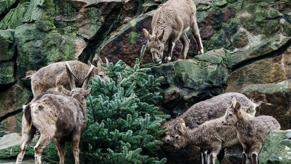Siberian ibexes nibble on a Christmas tree in an enclosure at the Berlin Zoological Garden in Berlin, Germany, 29 December 2021