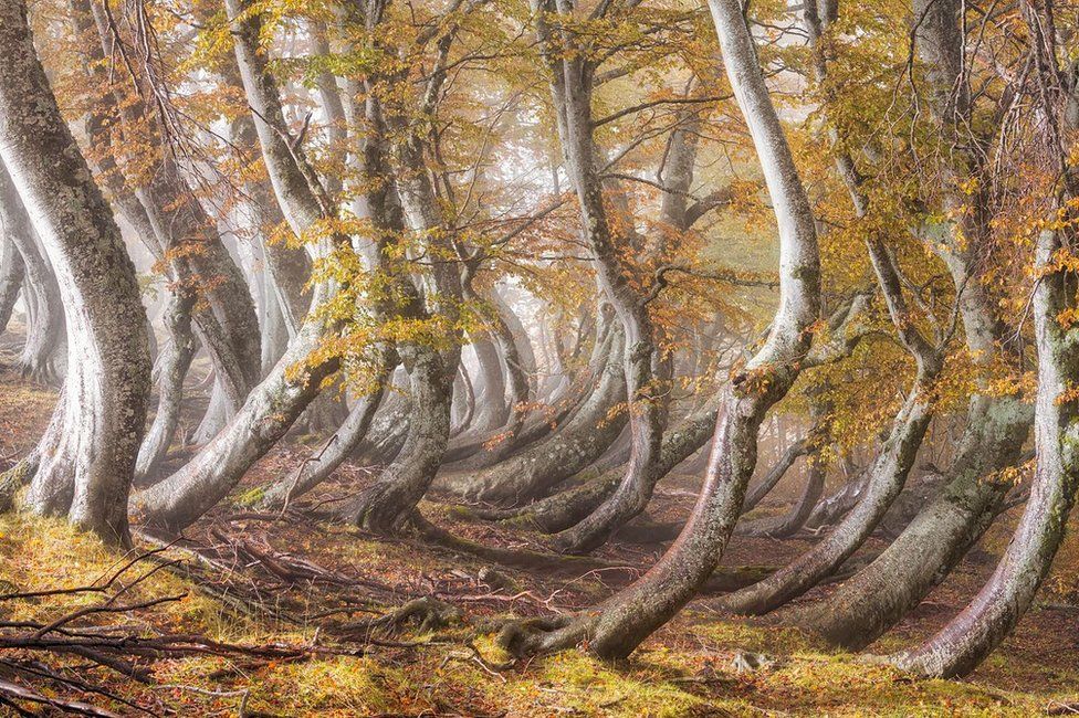 Наклоняющиеся деревья в Национальном парке Гран-Сассо и Монти-делла-Лага, Италия, с картины Луиджи Руопполо