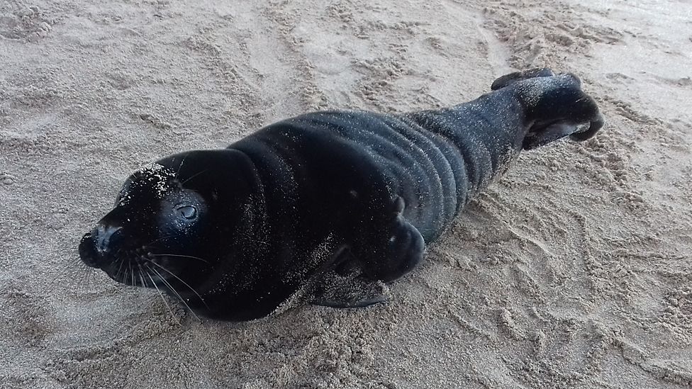 Seal pup