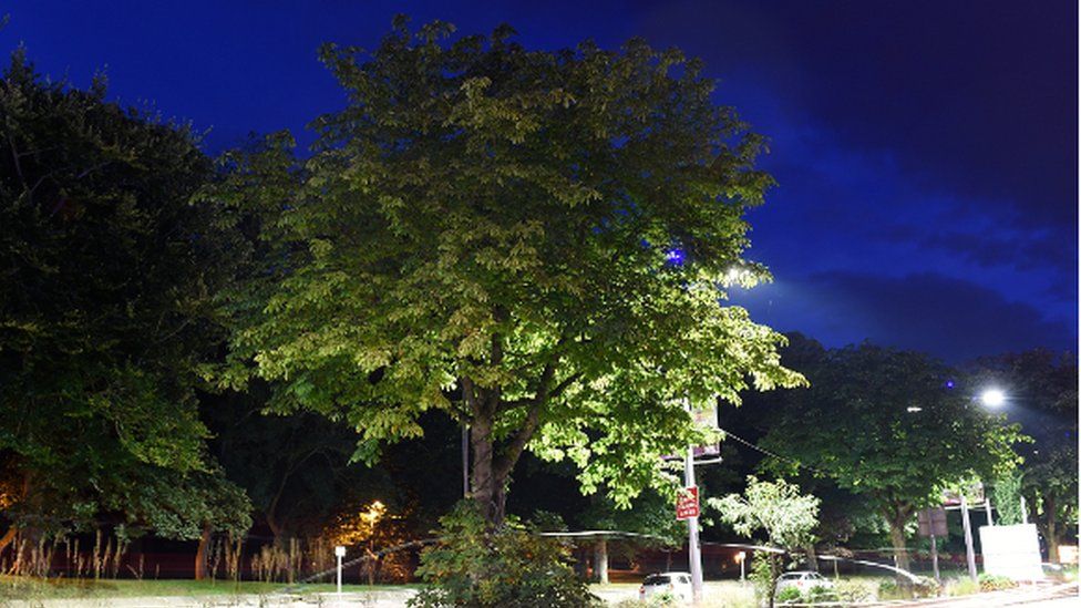 What do yew think makes a winning tree? BBC News