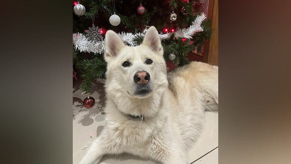 Harry a husky-type dog in front of a Christmas tree