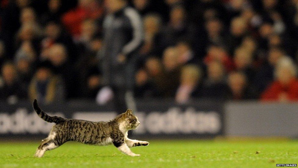 Cat runs on a pitch