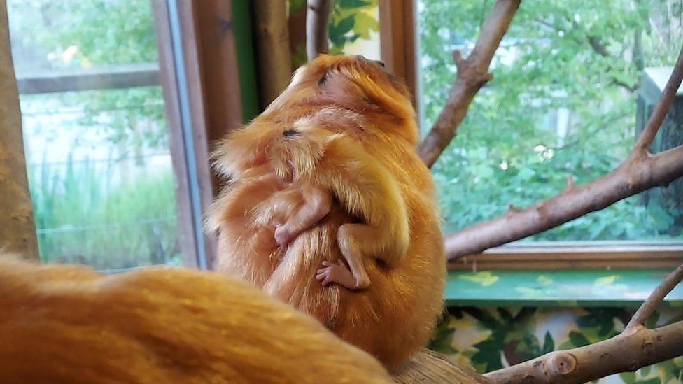 One of the baby golden lion tamarins