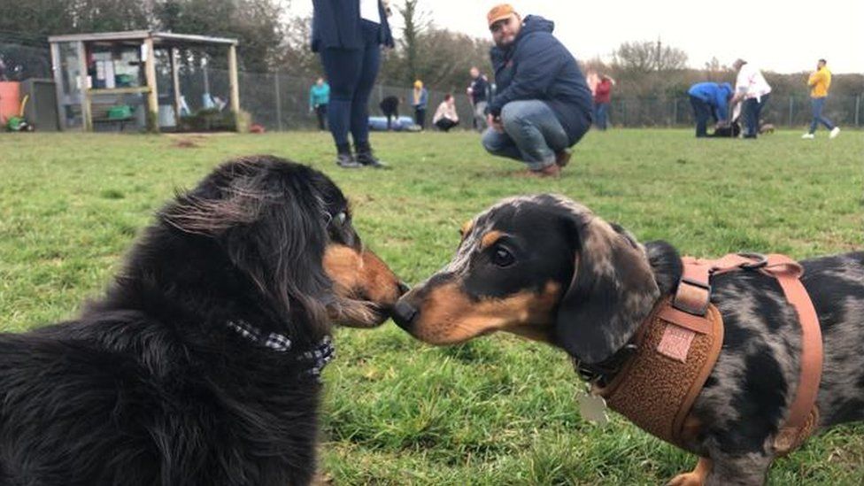 Dachshunds rubbing noses