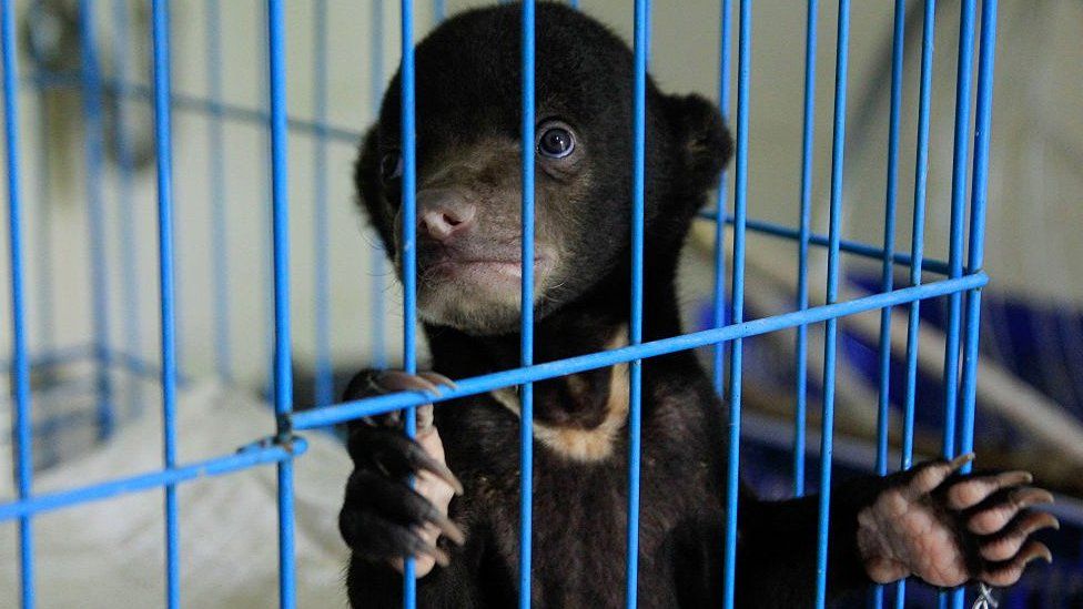 Caged Sun bear rescued from illegal trafficking