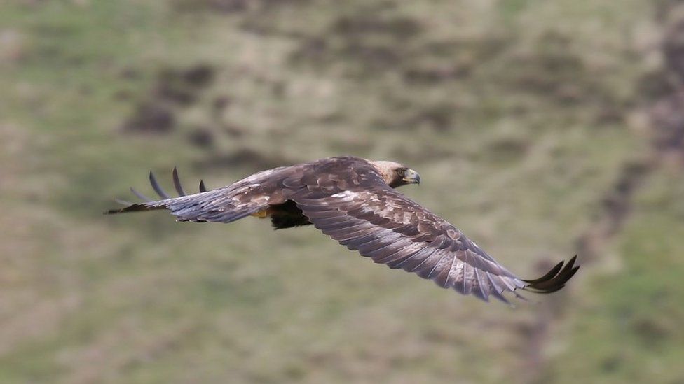 Golden eagle in flight (c) Iain Erskine