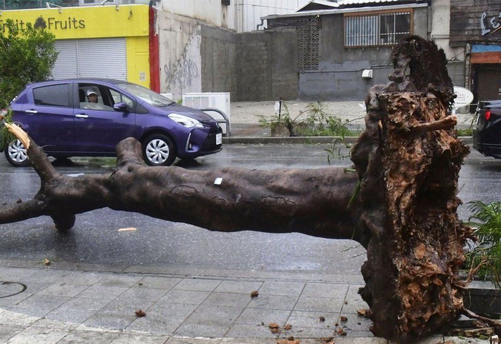 A tree lies uprooted on a street as typhoon Khanun batters the area in Naha, Okinawa Prefecture Japan in this photo taken by Kyodo on August 2, 2023.