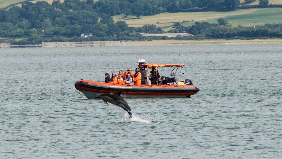 People on a sea safari boat trip look on as a dolphin leaps out of the water