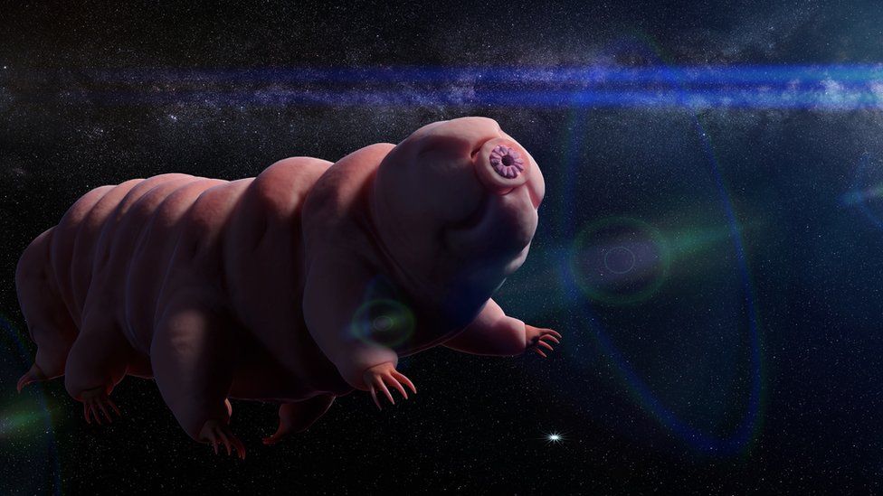 A tardigrade floating in space